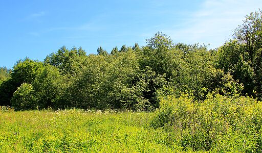 Деревня Белое