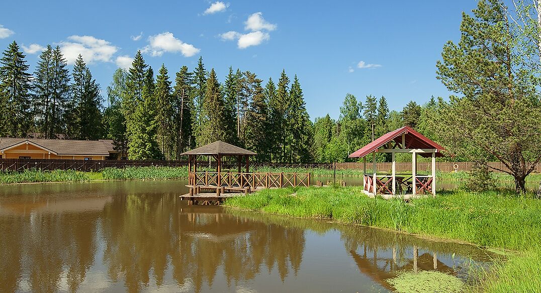 Золотые сосны