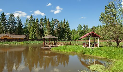 Золотые сосны