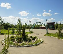 Золотые сосны