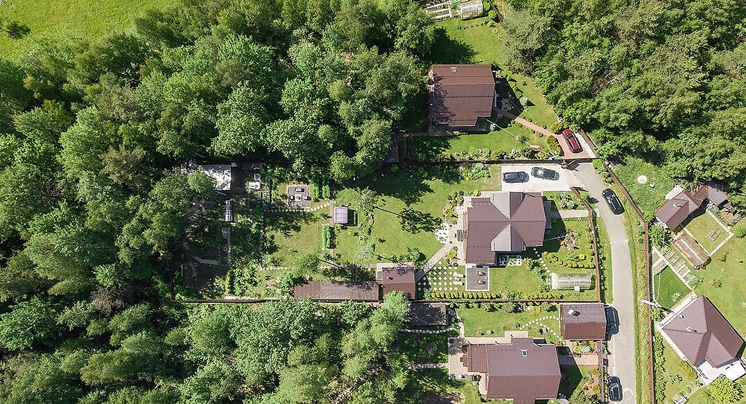 Золотые сосны