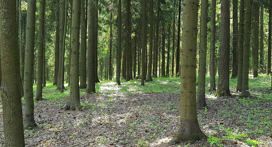 Трудовая Северная