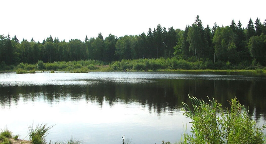 Аква Форест