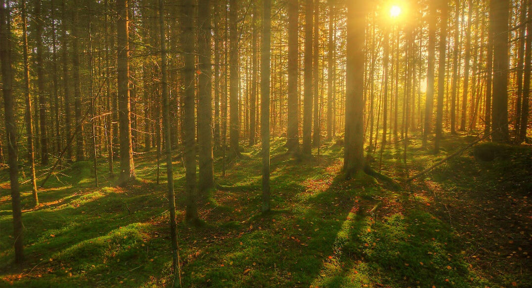 Аква Форест