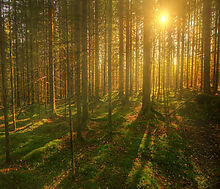 Аква Форест