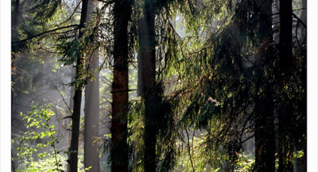 Аква Форест