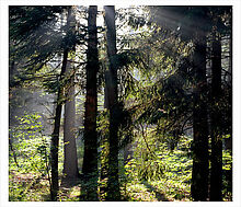 Аква Форест