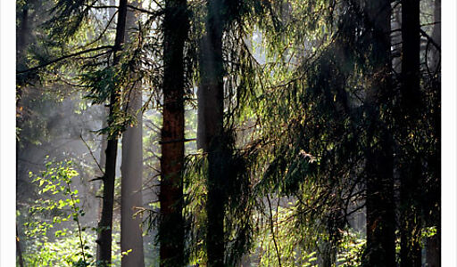 Аква Форест