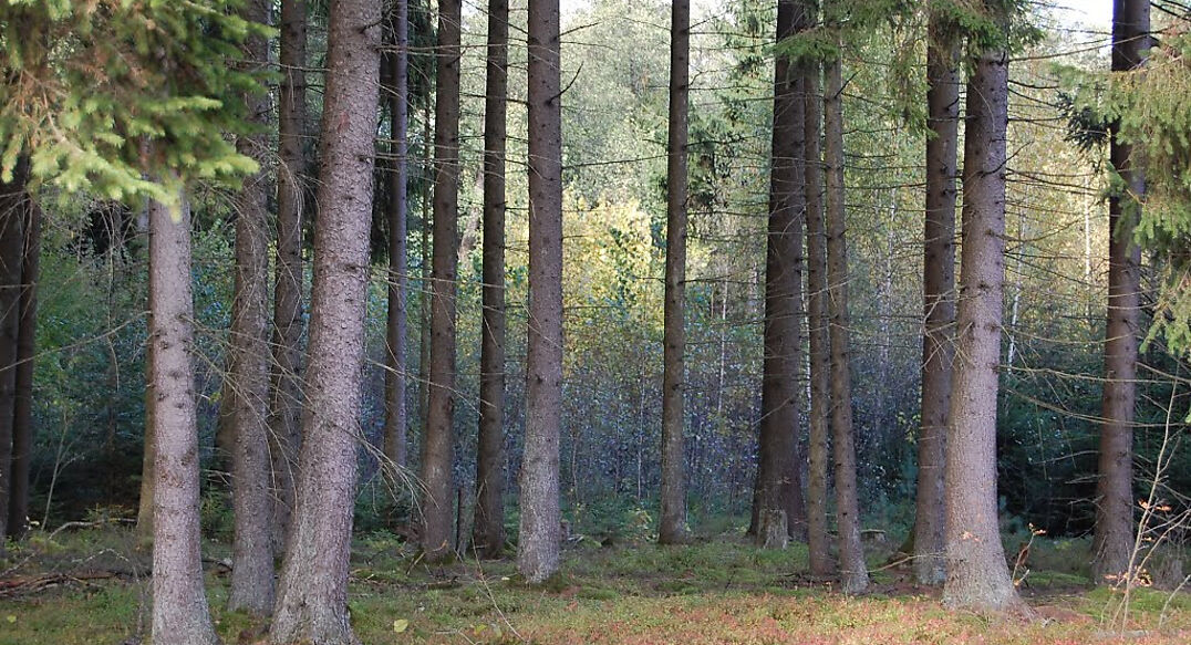 Аква Форест