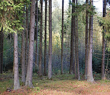 Аква Форест