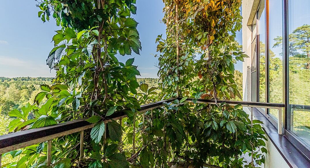 Зеленые холмы