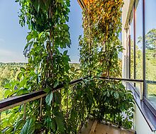 Зеленые холмы