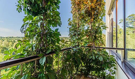 Зеленые холмы