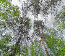Усадьба в Лосино-Петровское