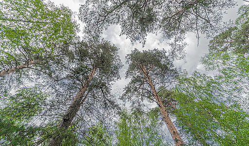 Усадьба в Лосино-Петровское