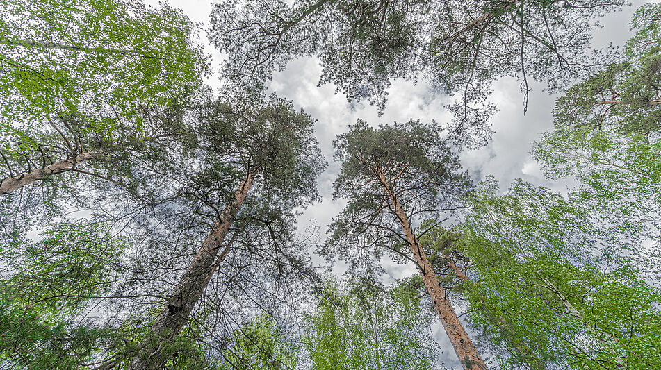 Усадьба в Лосино-Петровское