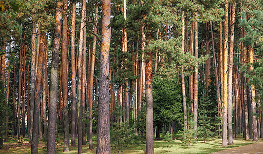 Мичуринец-2