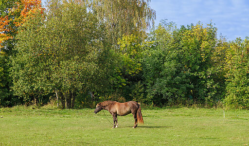 Мичуринец-2