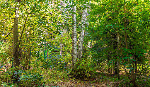 СНТ Фортуна