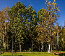 Резиденс Клаб