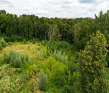 Лесной участок в Куркино
