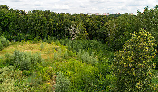 Лесной участок в Куркино