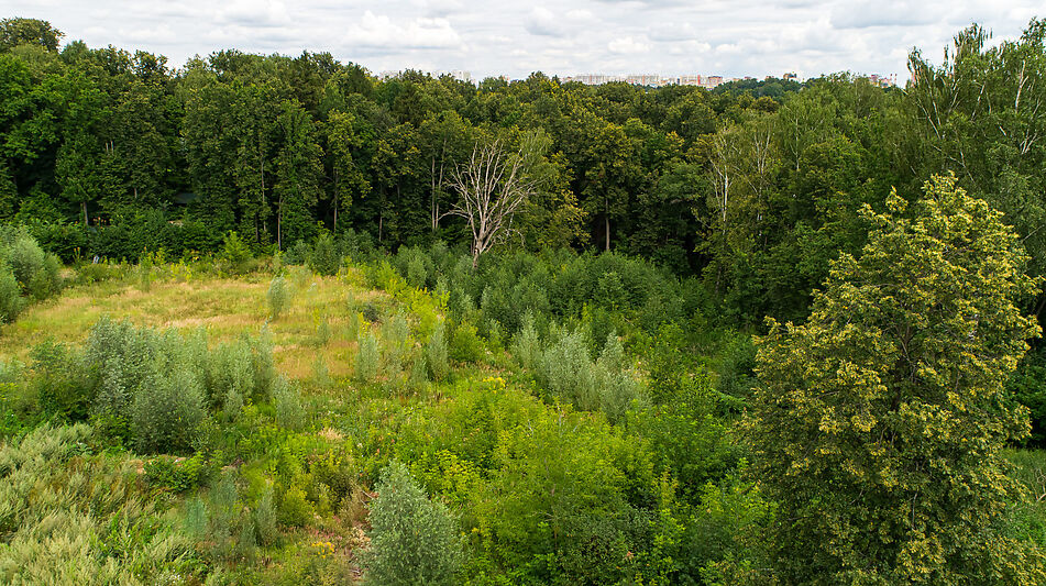 Лесной участок в Куркино