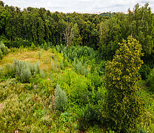 Лесной участок в Куркино