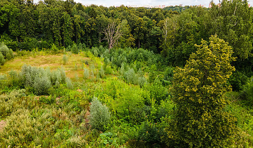 Лесной участок в Куркино