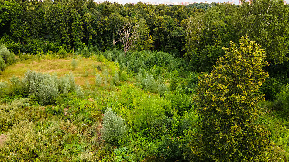 Лесной участок в Куркино