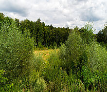 Лесной участок в Куркино