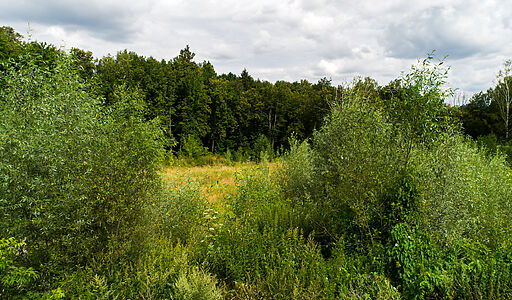 Лесной участок в Куркино