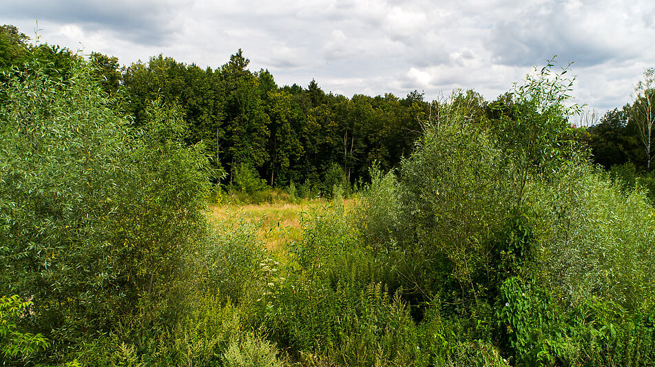 Лесной участок в Куркино