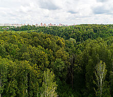 Лесной участок в Куркино