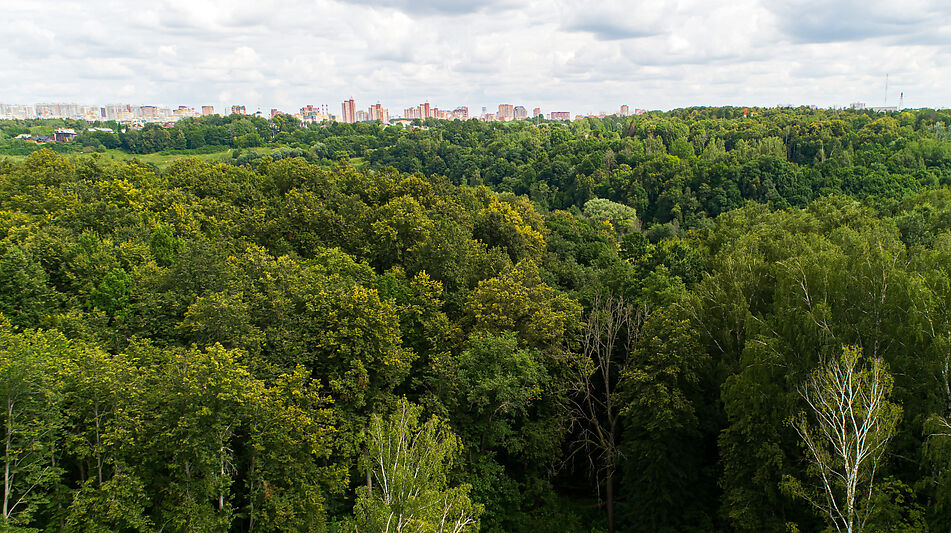 Лесной участок в Куркино