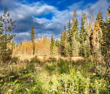Видовой участок в поселке Топаз