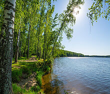 Уютный прилесной участок в Авроре