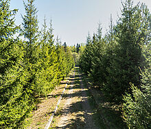 Усадьба в окружении леса