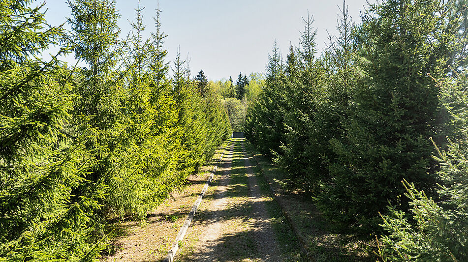 Усадьба в окружении леса