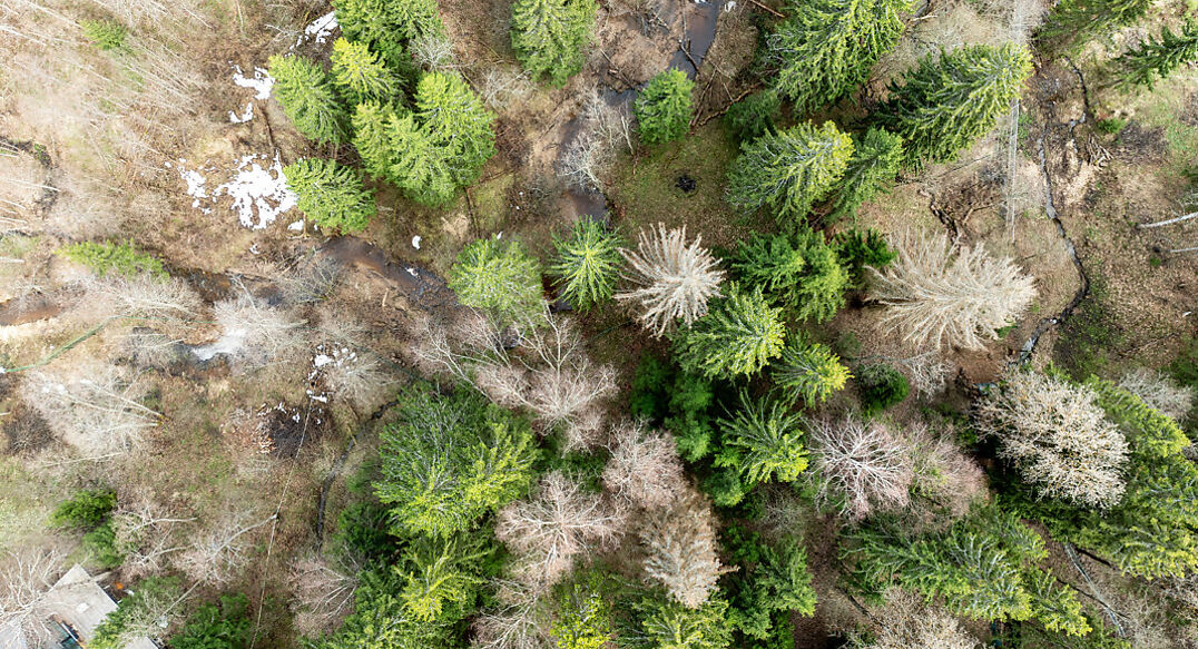 Ушаковские Дачи-1