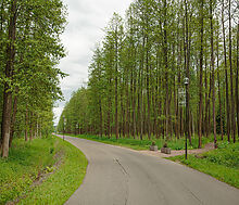 Дом в аренду в КП Пестово
