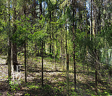 Участок в п. Трудовая Северная