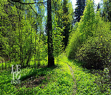 Участок в п. Трудовая Северная