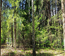 Участок в п. Трудовая Северная