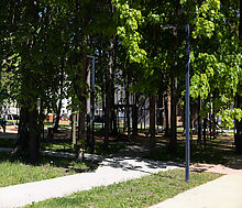 Квартира в ЖК Лесная Отрада