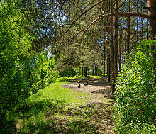 Великолепный прилесной участок