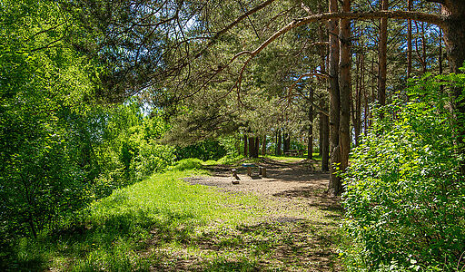 Великолепный прилесной участок