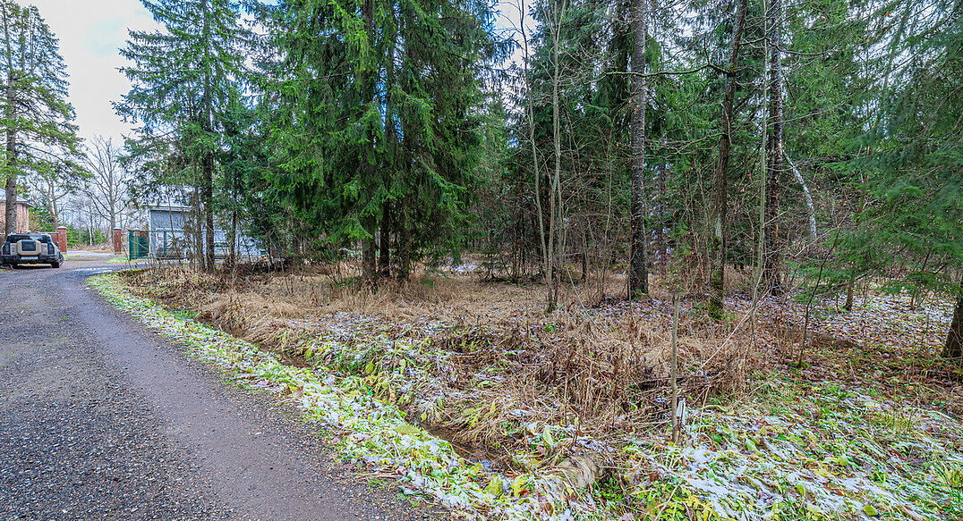 Рождественский лес