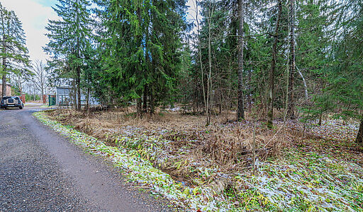 Рождественский лес