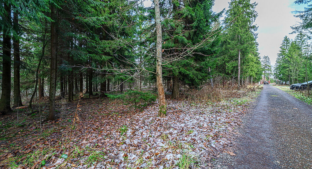 Рождественский лес